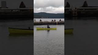 Roar some more 🦭 sealion stellersealions sealions vancouverisland [upl. by Yrellav]