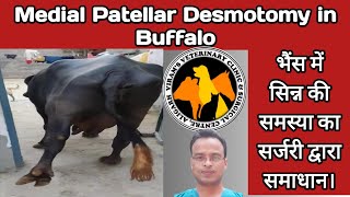 Medial patellar desmotomy in Buffalo।भैंस में सिन्न की समस्या का सर्जरी द्वारा समाधान। [upl. by Llechtim336]