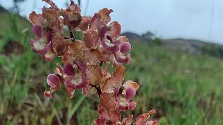 cyrtopodium desconhecido se vc conhece deixe nos comentários orquídeas plantas natureza [upl. by Arabel]