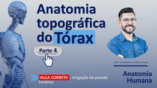 AULA CORRETA  Anatomia do tórax parte 4  Irrigação da parede torácica [upl. by Vedis]