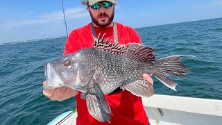 Catching HUGE Black SEA BASS CATCH CLEAN COOK [upl. by Acinorrev]