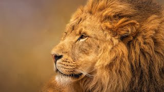 Lion Documentary  King Lion of Luangwa Valley  Wild Planet [upl. by Lenka867]