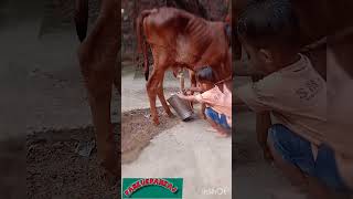 Bache Bhi Na Mummy Ko Cow Milk Nikalte Kya Dekh Liya milkfed [upl. by Johnston]