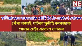 কলিয়াবৰত বনৰজাক খেদি হৈ চৈ একাংশ লোকৰপেঁপা বজাই¸ ফটকা ফুটাই বনৰজাক খেদাৰ চেষ্টা একাংশ লোকৰ [upl. by Marelda]