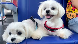 BATHING A MALTESE DOG LIKE A PROFESSIONAL FULL GUIDE WITH TIPS 🐩 [upl. by Alyad]