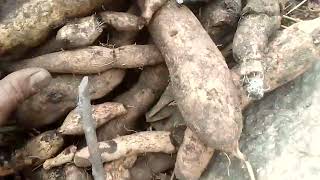 इस्कुसको तरुल खन्दै गाउँमा  Digging MirlitonChayote root in village [upl. by Phelgon]