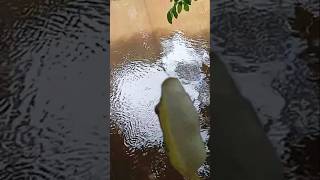 Salah sasaran LurrRrrRr dapat ikan fugu jepang LurrRrrRr alias ikan buntal 😁😅 [upl. by Jotham]