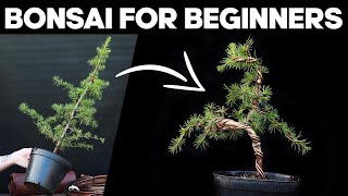 How to Make Bonsai for Beginners 🌲EASY [upl. by Sherman]