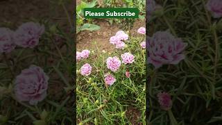 Potulaka lagane ka aasan tarika Ghar per kaise flowerplant flower viralvideo trending [upl. by Diet]