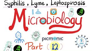 Microbiology  Spirochetes Syphilis TORCH Leptospira Borrelia Lyme disease  Picmonic  Part 12 [upl. by Anavoig]