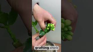 Jade tree grafting technology l grafting shorts [upl. by Kamat]