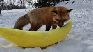 Finnegan Fox and DixieDo fox playing with a giant banana [upl. by Emery]