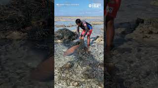 This Natural Parks employee in the Philippines is being applauded for rescuing a trapped shark 🙌 [upl. by Nileuqcaj]