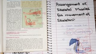 Arrangement of skeletal muscles for movement of skeleton in urdu hindi [upl. by Cho]