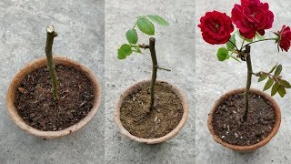 GROW ROSES FROM CUTTINGS [upl. by Sherwood425]