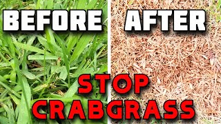 Before killing CRABGRASSWatch THIS  How to FINALLY get rid of CRABGRASS [upl. by Tsiuqram]