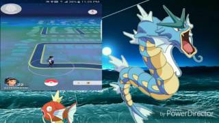 Pokemon Go Magikarp 2 Gyarados Epic evolve [upl. by Drais]