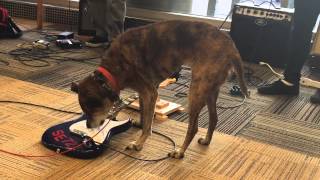 Dog Playing Guitar at Main Library [upl. by Joh910]