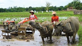 Traktor Dan KERBAU Membajak Sawah G1000 G3000 Zeva [upl. by Elena235]