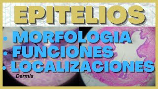 Identificar Epitelios en Histologia Morfologia Funciones y Localizacion [upl. by Onibag118]