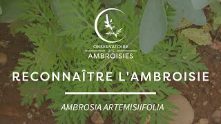 Reconnaître lAmbroisie à feuilles darmoise [upl. by Ainsley855]