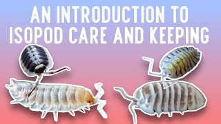 A Breeders Personal Guide to Isopod Care and Keeping [upl. by Eilesor]