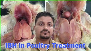 IBH in Poultry Treatment  IBH Bimari me kya Kare [upl. by Almire970]