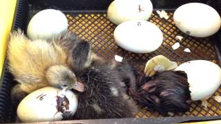 Watch baby duckling hatch [upl. by Pantheas]