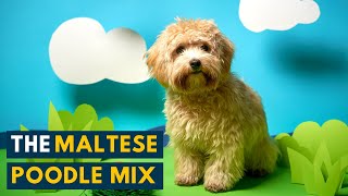 Maltese Poodle Mix Is the Bright and Playful Maltipoo A Perfect Family Dog [upl. by Eula336]