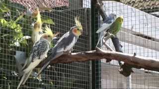 Volierebouw dierenzaak Aduard  aviary building voliere en katterennen [upl. by Zasuwa]