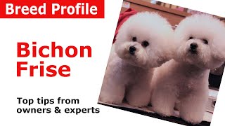 Bichon Frise Dog Breed Guide [upl. by Arni]