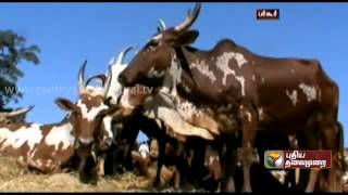 Exhibition of Bargur breed cattle was held in Bargur hills [upl. by Azile]