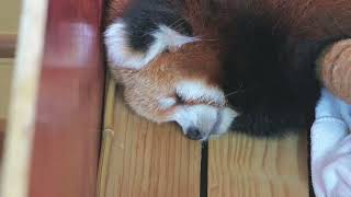 WOW adorable red panda🍼🍼🍼 amsr foryou ailurusfulgens redpanda fpy zoo cute [upl. by Anairb]