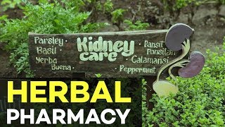 Herbal Medicinal Plants Farming Nurture Pharmacy Organic Farm [upl. by Webb254]