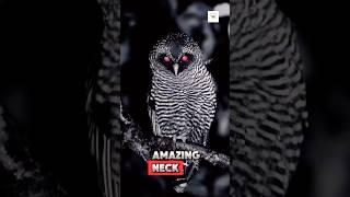 Why Do Owls Turn Their Heads So Far The Shocking Reason facts shorts animals [upl. by Ruperta]