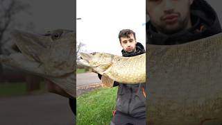 MONSTER snoek gevangen in de POLDER 😱 [upl. by Arnaldo973]