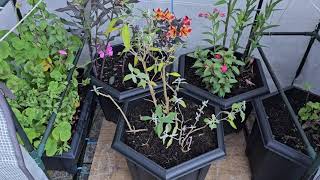 Overwintering flower tubs from the patio [upl. by Inez]