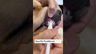 Easy Pet Teeth Cleaning Get the Pet Toothbrush for Fresh Breath amp Healthy SmilePawPalPetsPetCare [upl. by Derwon]