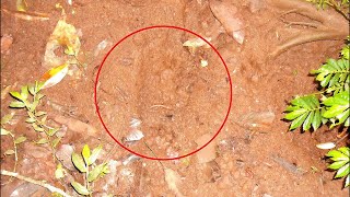 Orang Pendek  Footprint Evidence [upl. by Ivel362]