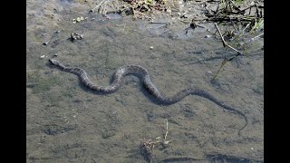 Northern Water Snake gives birth [upl. by Barayon]