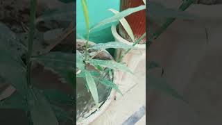 Adrak ke lagane ka tarika plants food gardening viralvideo fruit planting viralnow l [upl. by Giffy]