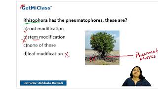 Rhizophora pneumatophores [upl. by Ingamar]