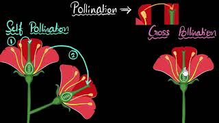 Pollination self amp cross  How do organisms reproduce  Biology  Khan Academy [upl. by Dougie]