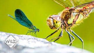 How Damselflies Stand Up Against Dragonflies  Wild to Know [upl. by Atnamas]