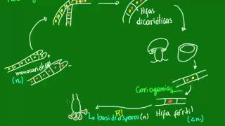 Ciclo de vida dos Fungos  Formação dos esporos  Diversidade dos Seres Vivos  Biologia [upl. by Atiuqrehs450]