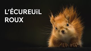 Lécureuil roux [upl. by Sakmar395]