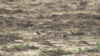 Guignard dEurasie Charadrius morinellus Eurasian Dotterel [upl. by Harsho747]