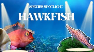 The Ultimate guide to Reefing Hawkfish Species Spotlight [upl. by Bascomb]