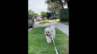 puppy relaxing maltipoo cute [upl. by Eetnod]