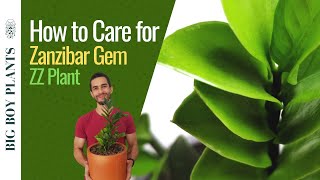 How to Care for a Zanzibar Gem ZZ Plant  Zamioculcas Zamiifolia [upl. by Esinaj227]